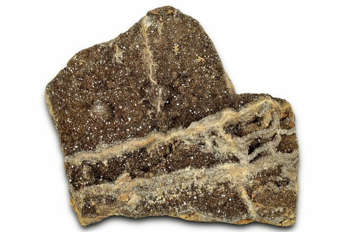 Glittering Petrified Wood with Druzy Quartz - Alabama #325499